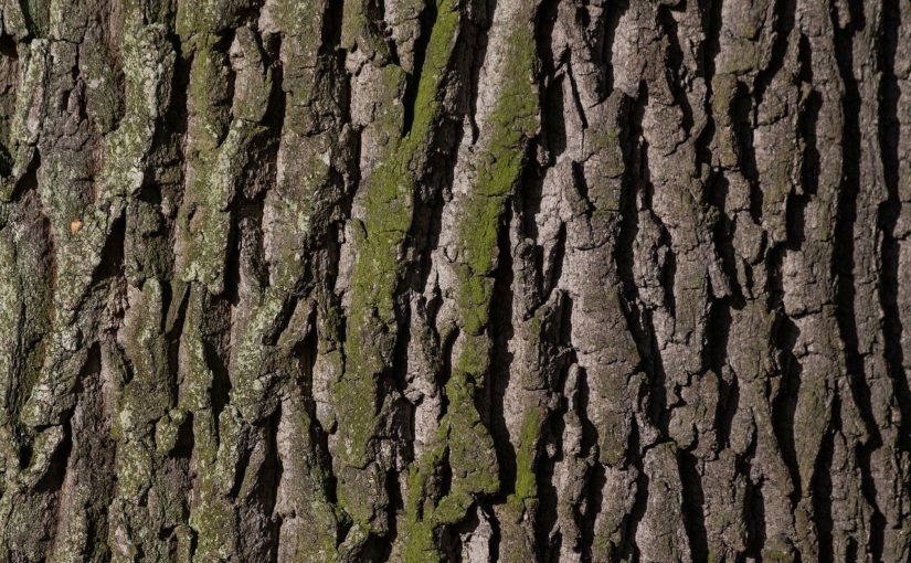 Piękny oraz {schludny zieleniec to nie lada wyzwanie, szczególnie jak jego pielęgnacją zajmujemy się sami.