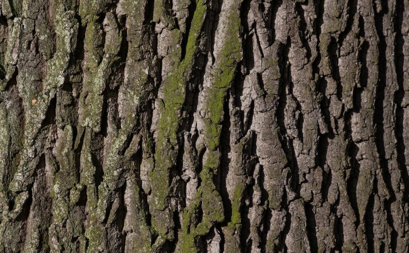 Prześliczny i {estetyczny zieleniec to nie lada wyzwanie, w szczególności jak jego pielęgnacją zajmujemy się sami.